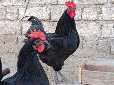 Toyuqlar: Təzə Alman Avstralorp Yumurtaları – Cavan və Sağlam! Yumurtalar -da lalafo.az — 16 Toyuqlar: Təzə Alman Avstralorp Yumurtaları – Cavan və Sağlam! Yumurtalar — 16