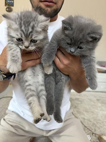 кошки свинкс: 🐾 Шотландские вислоухие котята (Scottish Fold) 🐾 Продаются — 1