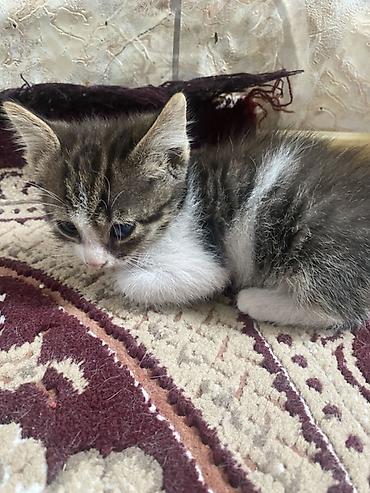 Pişiklər: Yaxşı əllərə, Ünvandan götürmə — 8