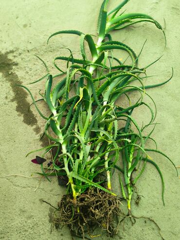 купить маленький аквариум: Алоэ (возможно, Aloe arborescens) – делёнки с корневой системой с