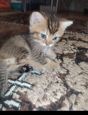pişik elanları: Qızıl şinşilla, Erkək, Yaxşı əllərə, Ünvandan götürmə — 4