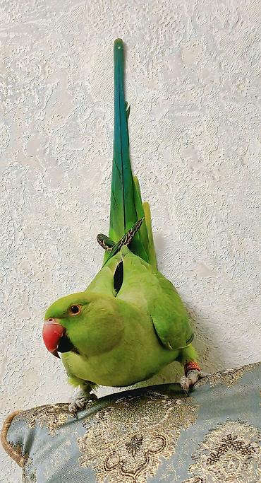 bulbul quşu satışı: Məhsul: Yaşıl Halsiz İsgəndər tutuquşusu (Ringneck Parakeet) Təsvir — 1