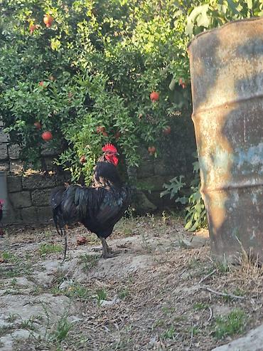 Toyuqlar: Toyuq, Australorp, Damazlıq, Ödənişli çatdırılma — 6