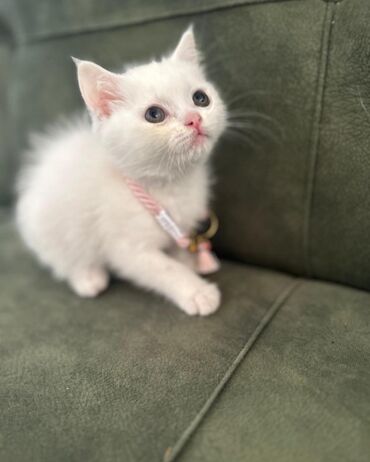 Pişiklər: Şotland, Dişi -da lalafo.az — 3 Pişiklər: Şotland, Dişi — 3