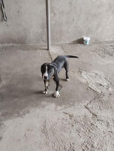 pitbull balaları: Pitbul, 2 ay, Erkək, Peyvəndli, Ünvandan götürmə — 2