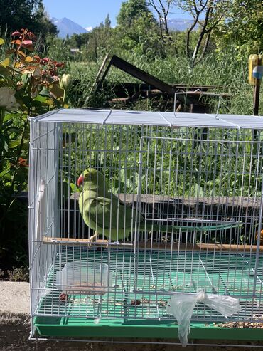канарейка птица: Ожереловый попугай 4 месяца активный