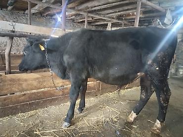 cins ineklerin qiymeti: Esil saxlamalı erkək dana satılır İsmayıllı rayonunun Diyallı kendinde — 3