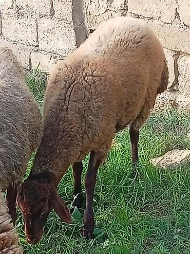 mal bazari: Temiz Qala heyvanidi bogazdir birinci qarina dogacaq. Tecili pul — 3