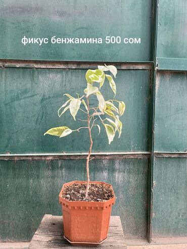 бирка для животных: Фикусы