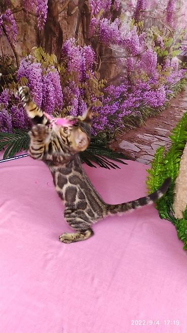 Продажа кошек: Красивейшие Бенгальские котята с огромными розетками. Проф питомник — 8