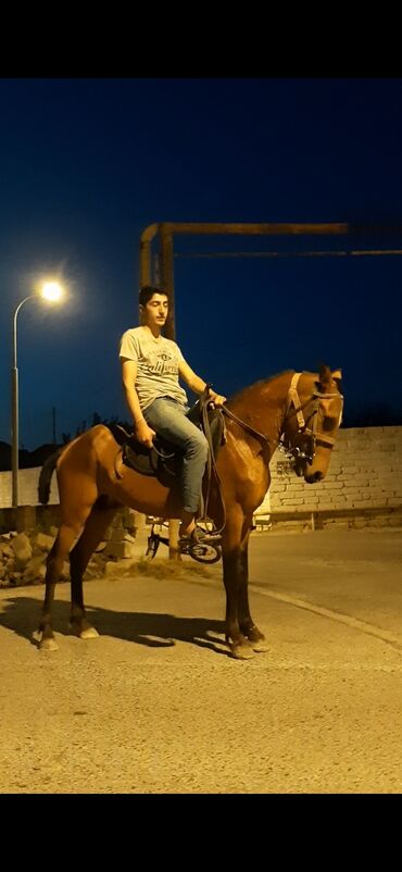 at nalı satışı v Azərbaycan | Heykəlciklər: Atlar