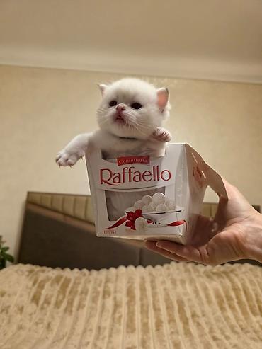 Pişiklər: Britan — 12