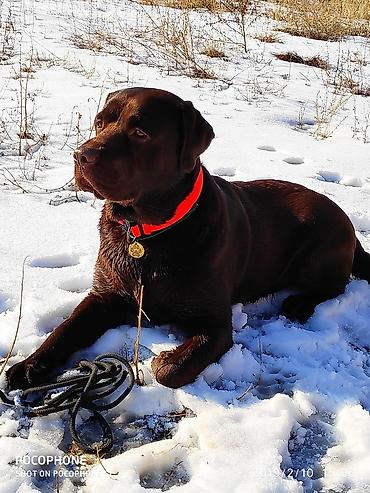 Вязка собак: Вязка: Лабрадор-ретривер, Самец, 5 лет, С родословной — 3