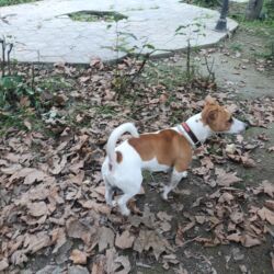 İtlər: Cek rassel teryer, 1 ay, Erkek, Ödənişli çatdırılma — 8