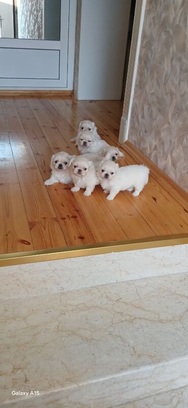 İtlər: Pekines, 1 ay, Dişi, Peyvəndli