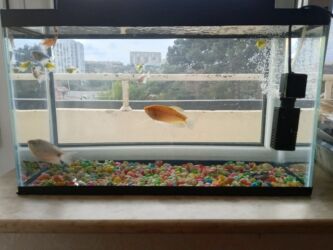 Balıqlar: Balıqlar və akvaryum biryerdə satilir -da lalafo.az — 4 Balıqlar: Balıqlar və akvaryum biryerdə satilir — 4