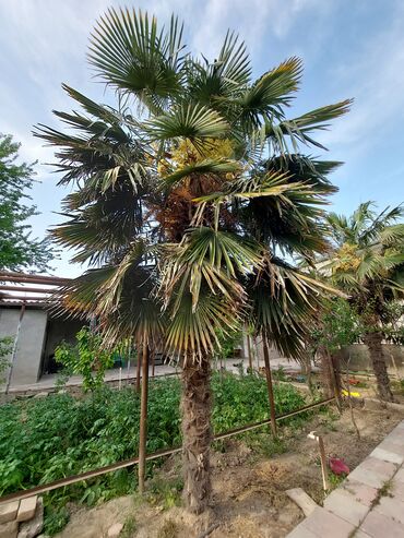 palma ağacı qiyməti: Satılır. ən hündürü 4 metrə yaxındır.Qiymətini razılaşmaq olar