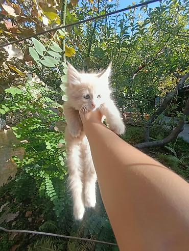 Отдам даром кошку: Котята, пушистые комочки счастья. - Возраст: примерно 1,5–2 месяца. - — 2