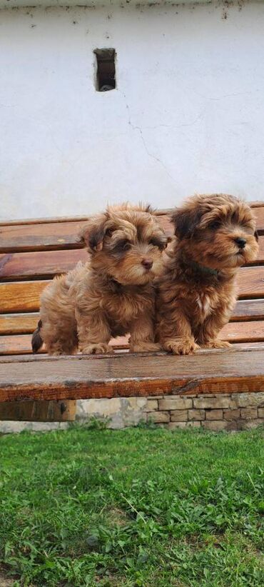 Psi: Ovi preslatki mališani su štenci Havanskog Bišona, jedna ženkica i 4 na lalafo.rs — 8 Psi: Ovi preslatki mališani su štenci Havanskog Bišona, jedna ženkica i 4 — 8