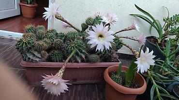 kaktus növləri: Echinopsis (açan kaktus) – çoxillik dekorativ sukulent - Növ — 1