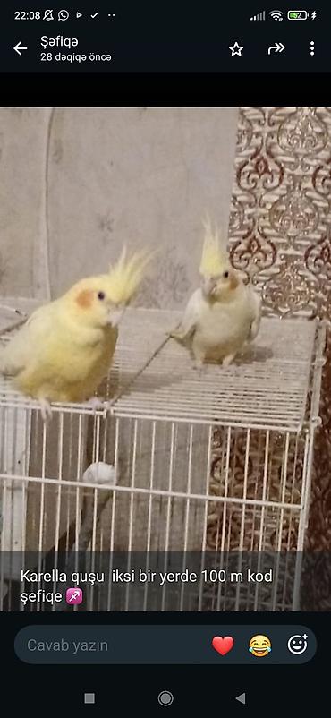 korella tutuquşu: Məhsul: Karella (nimfa) tutuquşuları – 2 ədəd birlikdə Təsvir: - — 1
