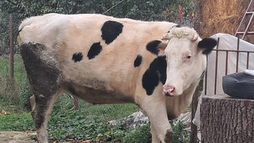 ineklerin qiymeti: Dişi, Simental, il: 3, 550 kq, Damazlıq, Südlük