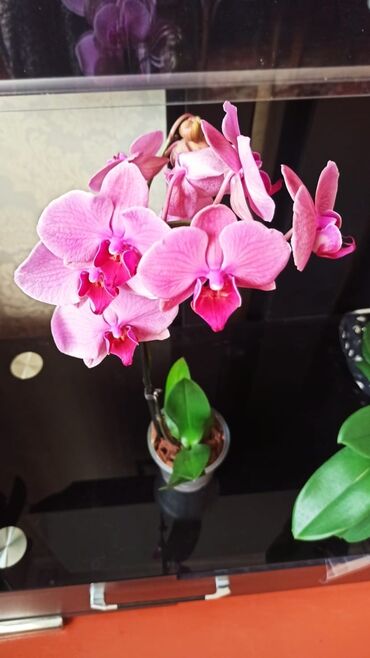 саженцы фисташки бишкек: Нежная орхидея, отличная листовая и корневая системы. взрослое