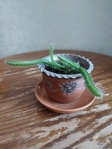 Кактусы: Кактус Паттайя (мягкие колючки). Неприхотлив Описание: - Невысокие — 1