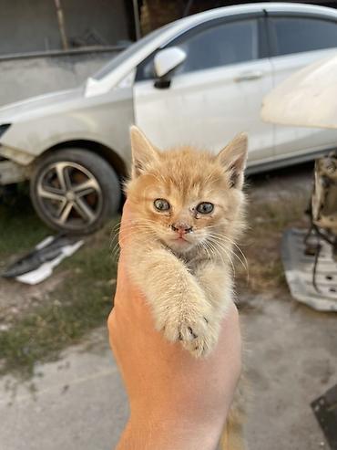 кошка ориентал: Кошка даром: Беспородная, 1 месяц, Мальчик, Проглистована — 1