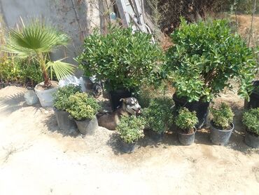 Tinglər: Həmişəyaşıl dekorativ kollar – qablarda - Növ: Euonymus japonicus — 16