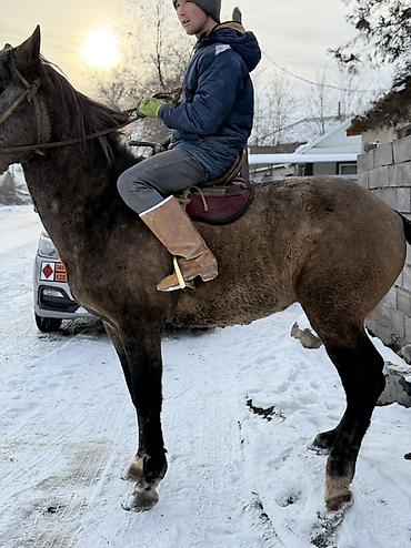 Лошади, кони: Продаю | Жеребец — 5