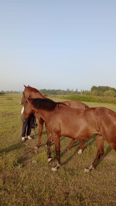 pony at: Dişi, il: 5, Ünvandan götürmə