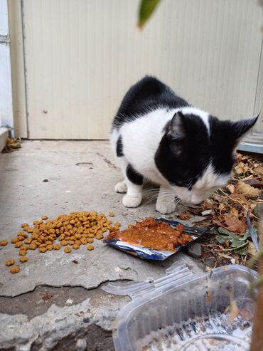 сколько стоит сиамский кот: ℹ️СРОЧНО! домашняя привитая девочка, выкинули на улицу. срочно ищем ей
