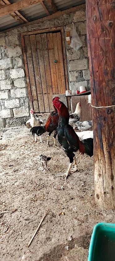 xoruz heyratı: 12 ayina kecib tam saglam aktib becedi .temiz qan temiz cins qapisine — 1