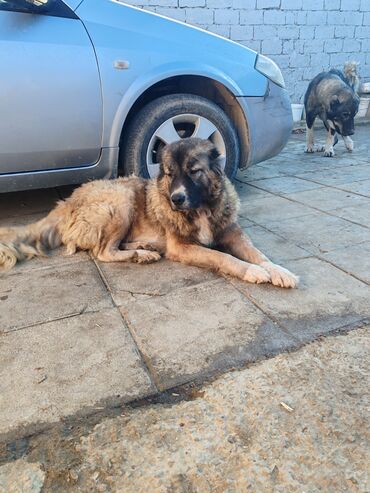 İtlər: Qafqaz çoban iti — 9