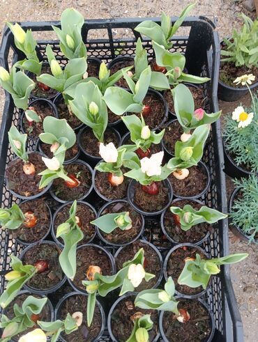 Torf: Gul cicek agaclar qazonlasrlma torf gubresi,perlit,torpaq,peyin — 14