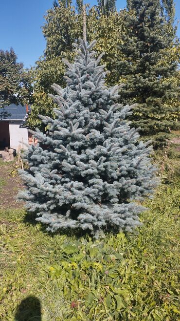 Декоративные деревья: Саженцы деревьев: Ели, Бесплатная доставка — 11
