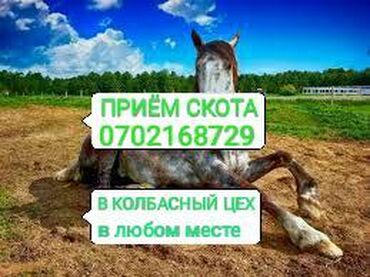 купить корову в бишкеке in Кыргызстан | КОРОВЫ, БЫКИ: Продаю | Корова (самка)