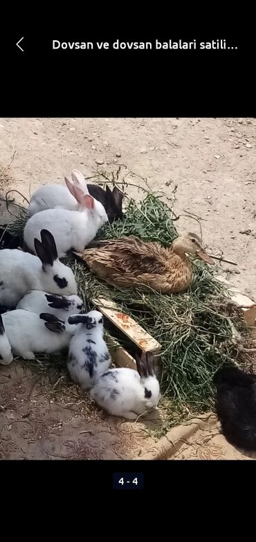 dovşan satışı: Dovsanlar satilir tam saglamdilar unvan bine savxoz bayter mumkundu