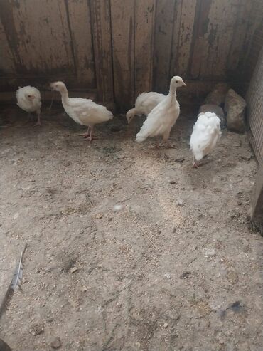 quş yuvaları: 1 aylıq hinduşqa balasi.Qiymet 12 azn
