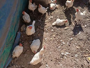 для курей: Продаю | Куры | Несушки — 4