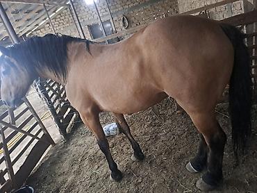 Лошади, кони: Продаю | Жеребец | Рабочий — 3