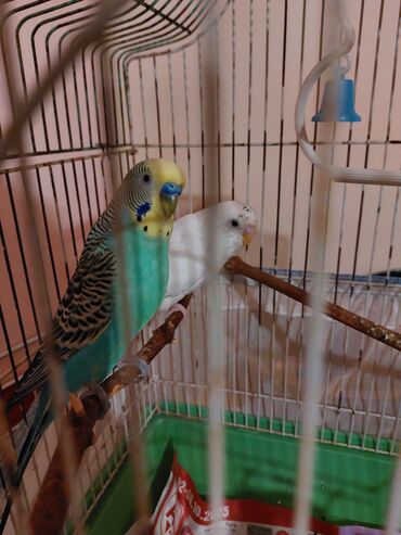 шотландский вислоухий котенок цена: 1 cüt yumurtlayan tutuquşu satılır təcili. Yalnız quşlar 35manata