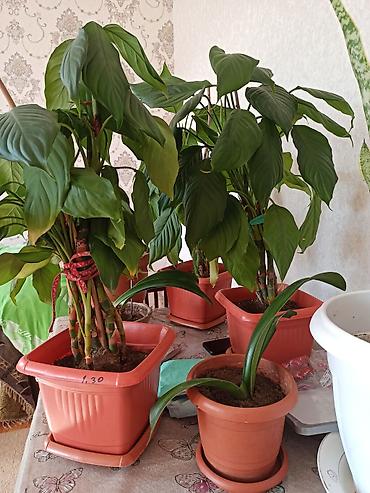 Digər bitkilər: Ev otaq gülləri – bir neçə növ 5-50 manat arası qiymət - — 10