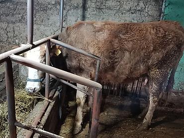 Коровы, быки: Продаю | Корова (самка) | Симментальская — 2