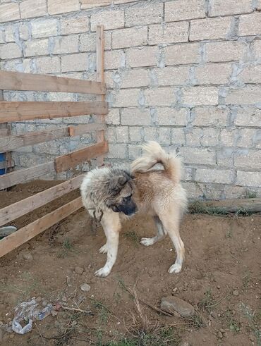 сколько стоит собака бу: Qurdbasar, 1 il, Erkek, Peyvəndli, Ünvandan götürmə