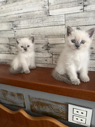 şotlanski pişik: 🐾 Şotland cinsli sevimli pişik balaları satılır! 🐾 Yeni doğulmuş, çox — 2