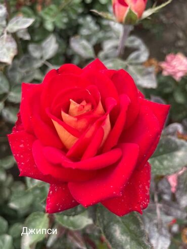 цветы розы голландия: Семена и саженцы Роз, Самовывоз
