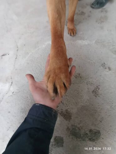 Продажа собак: Немецкая овчарка, кобель, экстерьер восточно-европейского/шоу-типа — 10