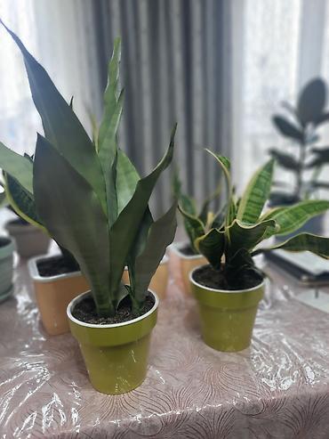 Драцены и Сансевиерии: Сансевиерия (сансевьера, «тещин язык») в горшках. - Варианты сортов — 3